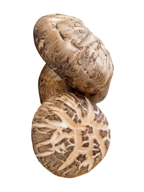 Yığındaki iki shiitake mantarının ön görünümü png dosya biçiminde kırpma yolu ile izole edilir.