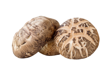 Yığındaki iki shiitake mantarının ön görünümü png dosya biçiminde kırpma yolu ile izole edilir.