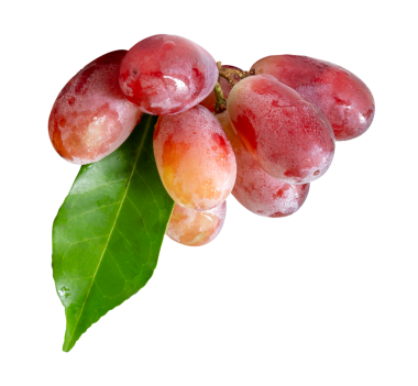 Yeşil yapraklı bir demet tatlı olgun kırmızı üzüm png dosya biçiminde kırpma yolu ile izole edilir.