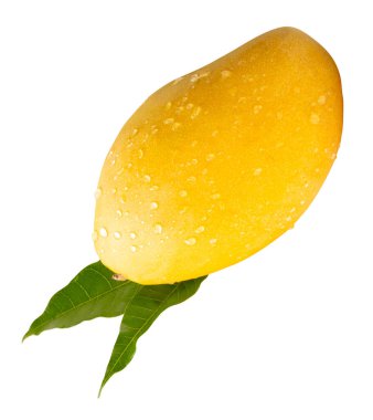 Yeşil yapraklı, olgun sarı mango meyvesi ve su damlacıkları beyaz arka planda kırpma yolu ile izole edilir..