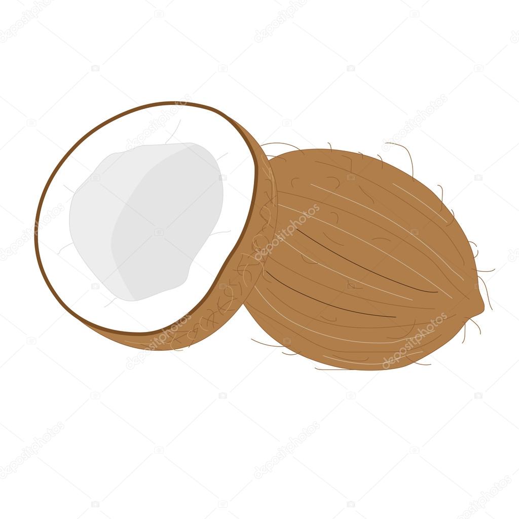 Coconut tropical nut fruit with cut. Vector illustration isolated white ...