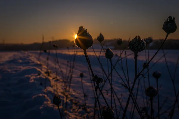 Pôr do sol com planta em foco — Fotografia de Stock
