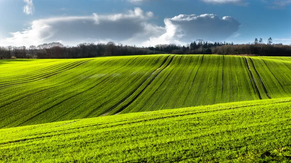 Grüne Wiese mit blauem Himmel — Stockfoto