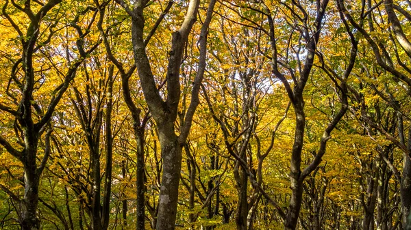 Trädtoppar på hösten — Stockfoto