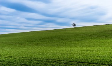 Tepede yalnız ağacı