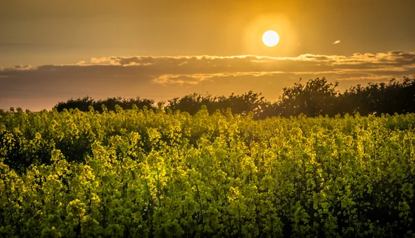 Traumfeld — Stockfoto