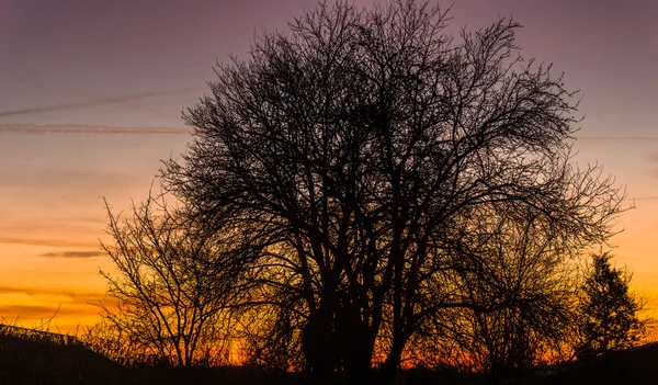 Sonnenuntergang sieht aus wie Baum in Flammen — Stockfoto