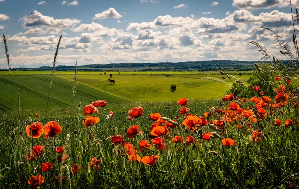 Poppies and horses — Stock Photo, Image