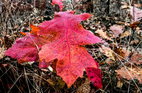 Feuille d'automne tardive — Photo