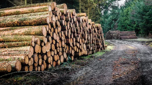 Treelogs naast de weg — Stockfoto