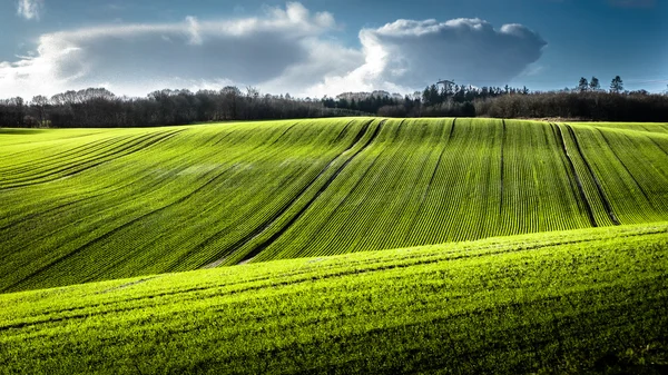 Grüne Felder mit blauem Himmel — Stockfoto