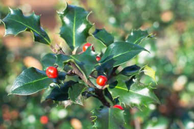 Kırmızı böğürtlenli Holly Bush. Noel süslemesi için kutsal meyveler.