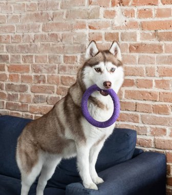 Husky köpeği evde, tuğla duvarın üzerinde kanepede yüzük oyuncağıyla oynuyor..