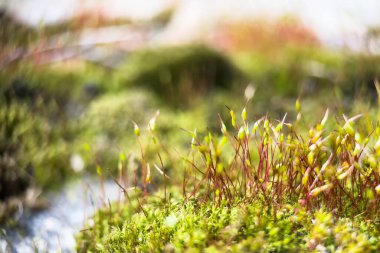 Yeşil spor kapsüllü kırmızı yosun sapı Macro shot 'ı. Makro doğal arka plan.