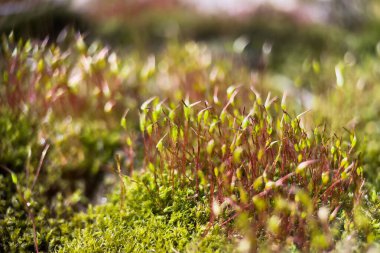 Yeşil spor kapsüllü kırmızı yosun sapı Macro shot 'ı. Makro doğal arka plan.