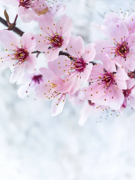 Рожевий Вишневий Квітковий Фон Копіювальним Простором Гілка Вишневого Дерева Цвітіння — стокове фото
