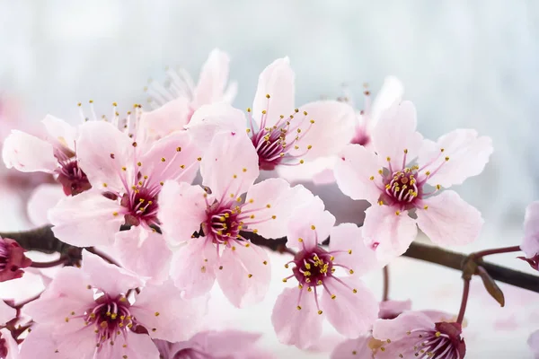 Рожевий Вишневий Квітковий Фон Копіювальним Простором Гілка Вишневого Дерева Цвітіння — стокове фото