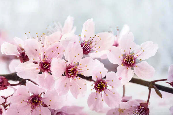 Fundo Flor Cereja Rosa Com Espaço Cópia Ramo Cerejeira Flor — Fotografia de Stock