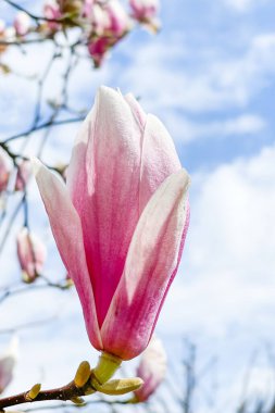 Gökyüzünün üzerindeki ağaç dalında güzel pembe manolya çiçekleri. Bahar zamanı çiçek açan manolya ağacı. 