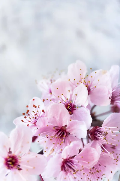 コピースペース付きピンクの桜の背景 開花中の桜の枝 — ストック写真