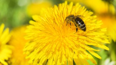 Karahindiba çiçeğinden nektar toplayan arıların makro fotoğrafı. Bal arısı tozlaşan karahindibaları. 