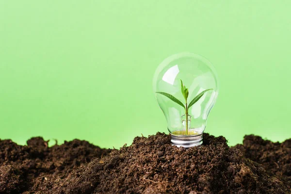 Light Bulb Green Plant Concept Eco Energy Creative Idea Energy — Fotografia de Stock