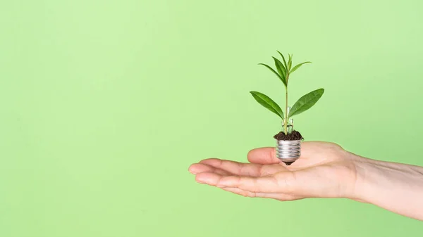 Person hand holding light bulb with green plant as a concept of eco energy. Creative idea of eco alternative energy.