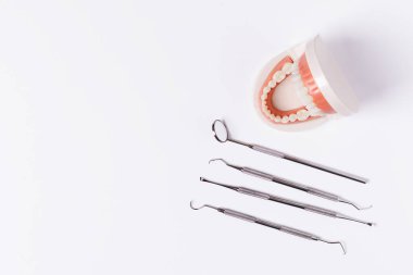 Beyaz arkaplanda çene dişi modeli ve dişçi aracı.