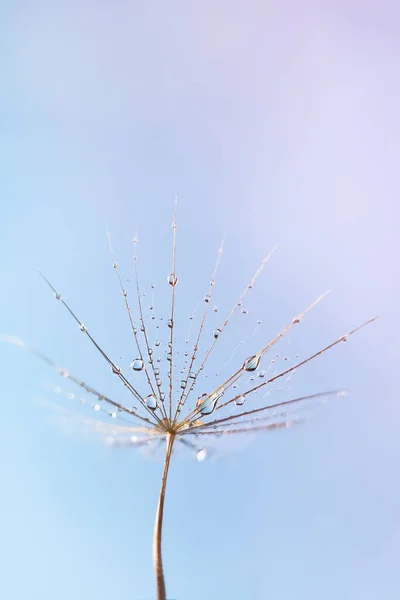 Каплю Воды Семена Одуванчика Макрофотографию Пушистые Одуванчики Красивой Каплей Дождя — стоковое фото