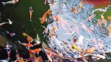 Temiz ve berrak suyla göldeki balık sazan balığının yüksek açılı görüntüsü