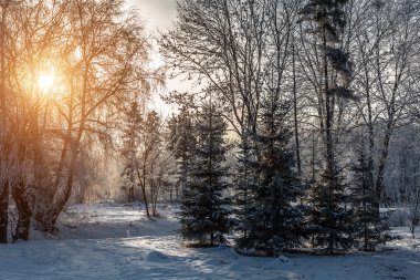 Güzel kış manzarası