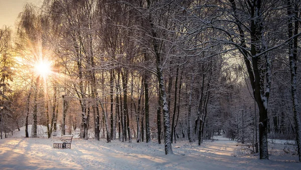 Vacker solnedgång i stadsparken — Stockfoto