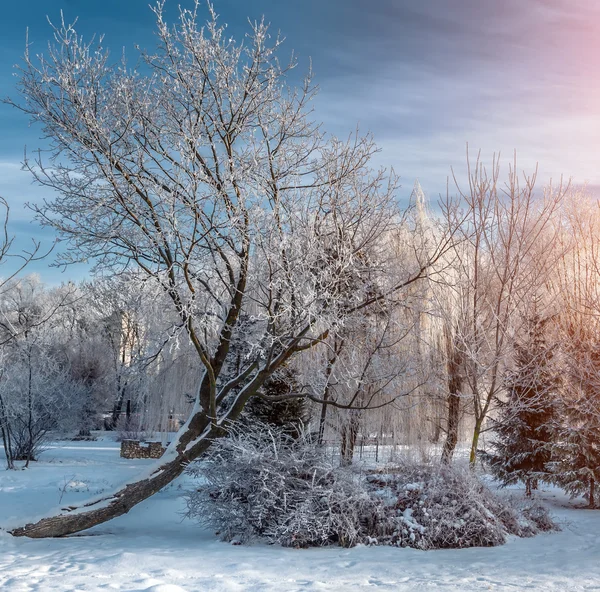 Hermoso invierno mañana paisaje —  Fotos de Stock