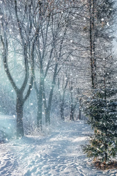 Bela paisagem da manhã de inverno — Fotografia de Stock