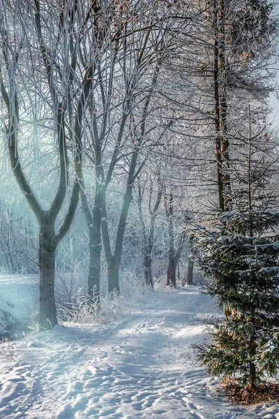 Hermoso paisaje de invierno por la mañana en el parque de la ciudad Imagen de stock