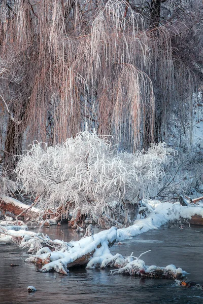 Frost auf den Ästen des Flusses — Stockfoto