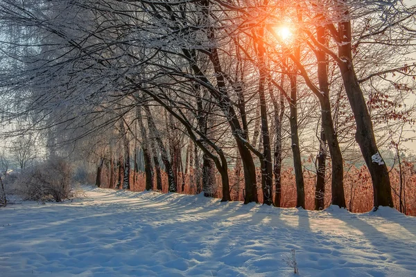 Winterszene Sonnenuntergang — Stockfoto