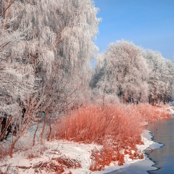 Majestik escena de invierno —  Fotos de Stock