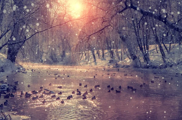 Fascinante cena de inverno . — Fotografia de Stock