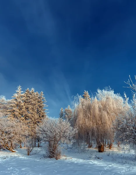 Geada coberto tampos de árvores em um fundo de céu azul — Fotografia de Stock