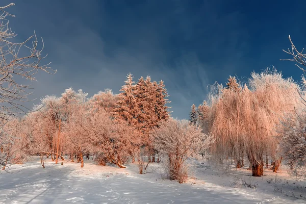Frost omfattas trädtopparna på en bakgrund av blå himmel — Stockfoto