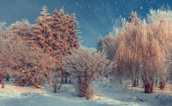 Frost omfattas trädtopparna på en bakgrund av blå himmel — Stockfoto