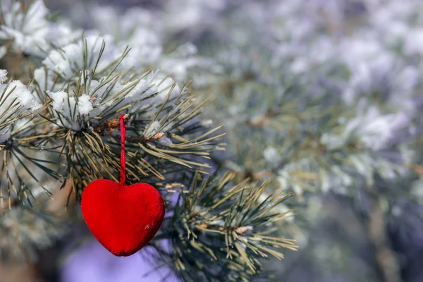 Corazón decorativo en rama de abeto cubierto de nieve.Tarjeta del día de San Valentín Imagen de archivo