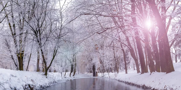 Foggy matin dans le parc de la ville . — Photo