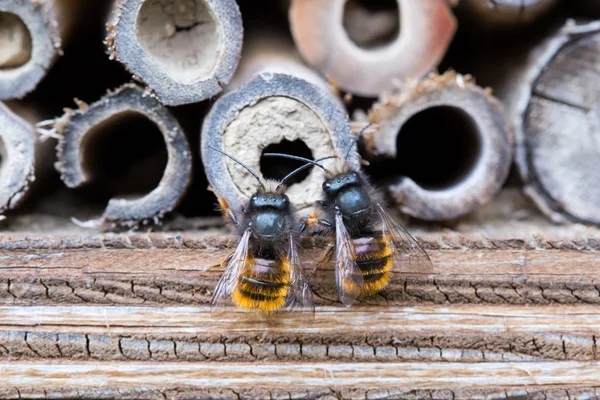 Eenzame bee nesten ter plaatse — Stockfoto