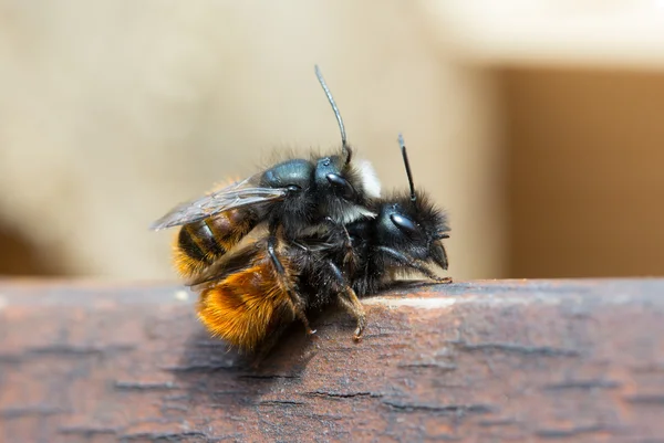 Ζευγάρωμα μοναχική μέλισσες — Φωτογραφία Αρχείου