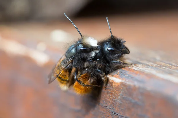 Paarung einzelner Bienen — Stockfoto