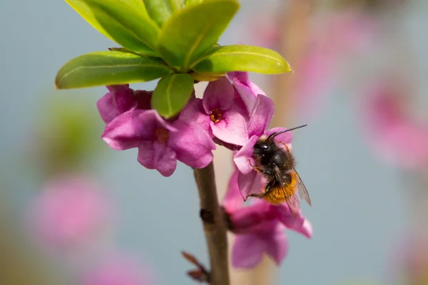 Solitaire bijen bestuiven — Stockfoto