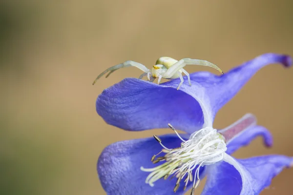 Aranha de caranguejo em uma flor — Fotografia de Stock