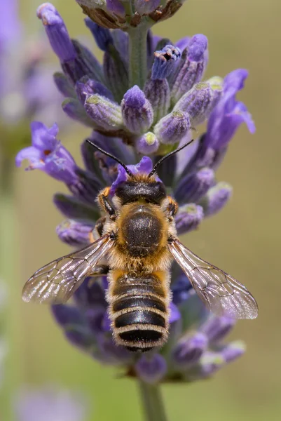 Bijen op lavendelbloem — Stockfoto